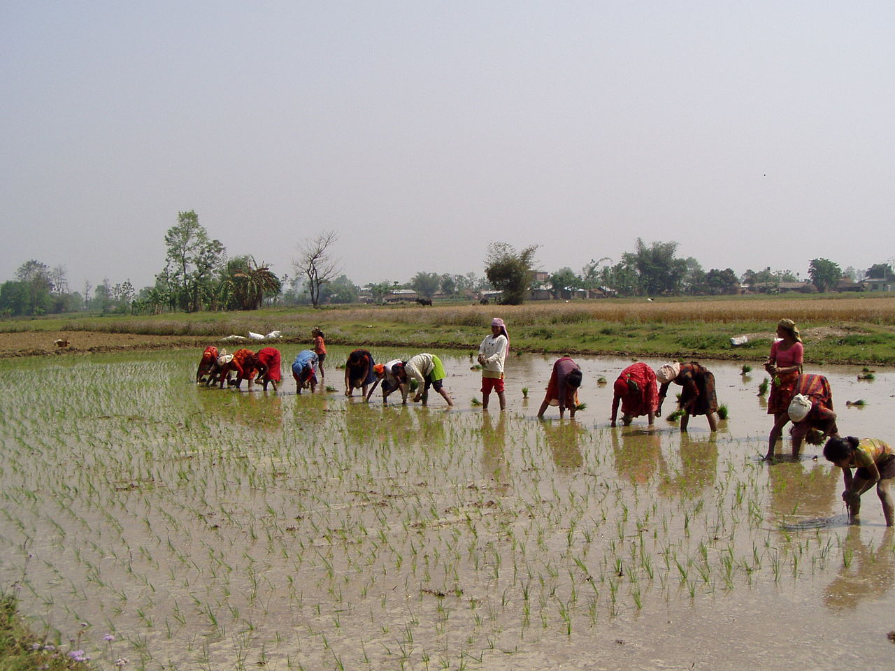Nepali women planting rice
