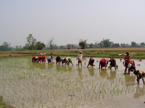 Rice - Farm workers