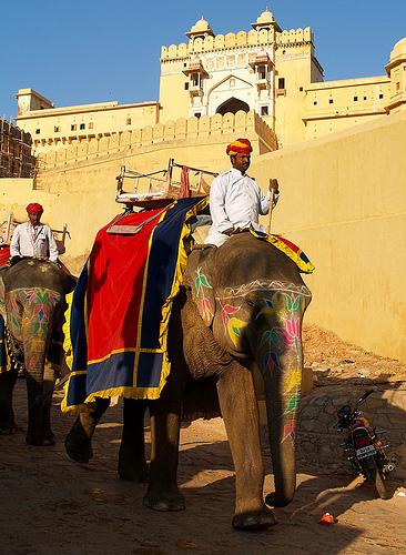 Elephant Taxi in Jaipur By Evgeni Zotov