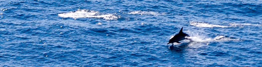 Dolphins in the Bay of Biscay