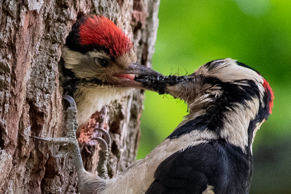 Great Spotted Woodpecker dad and chick L 5448
