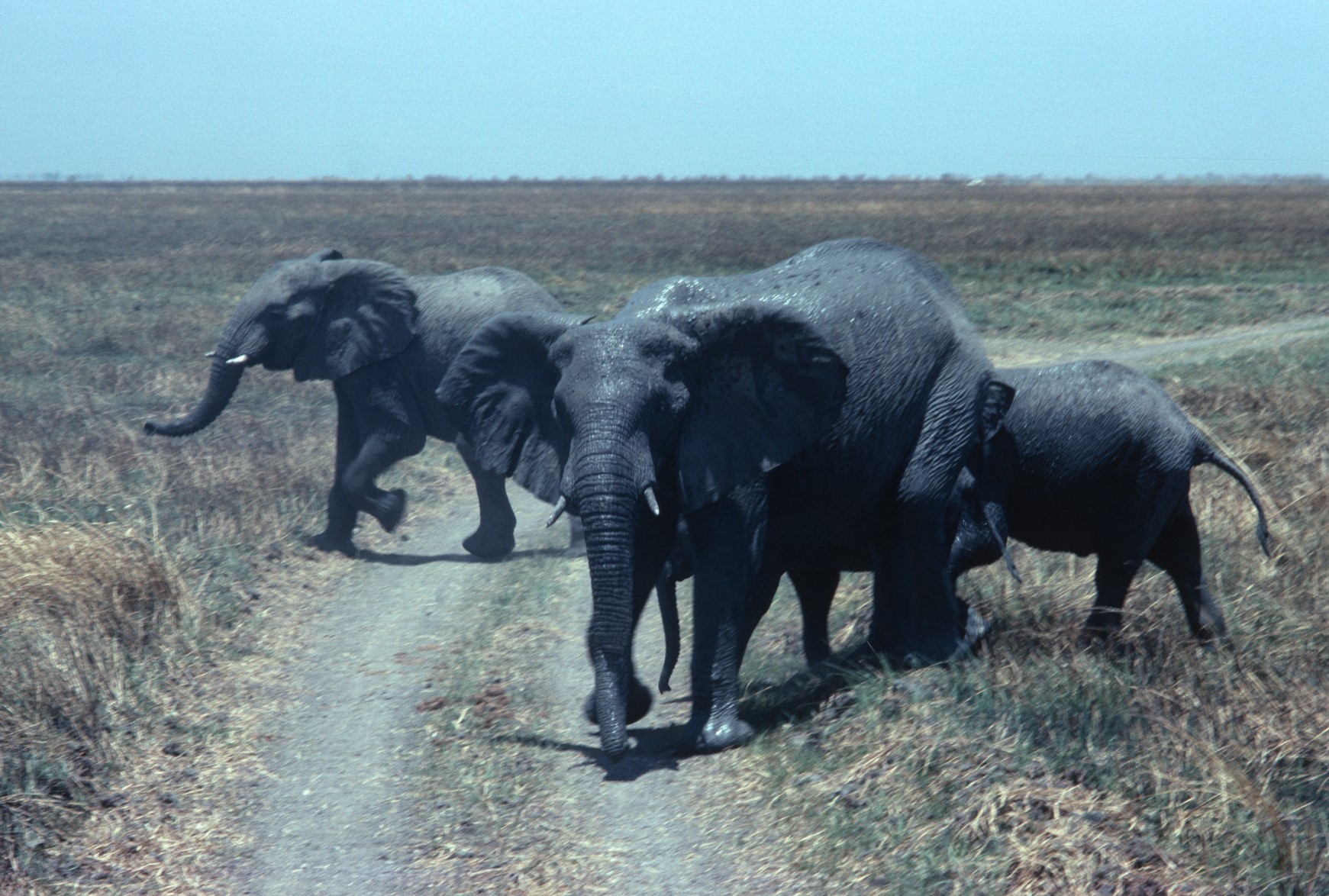 Elephants on the road 33pc