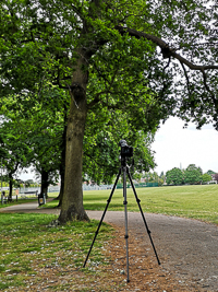 The camera and tree in the park M 125719