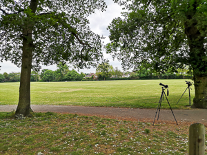 The camera video and tree in the park