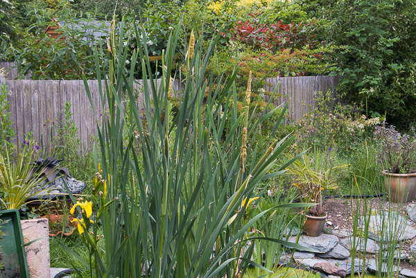 Fig 25 Bulrushes 1150