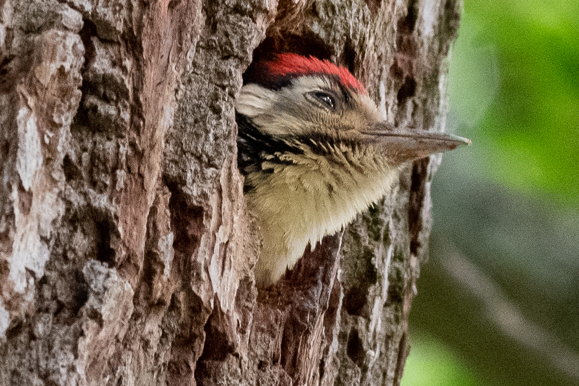 Great Spotted Woodpecker chick