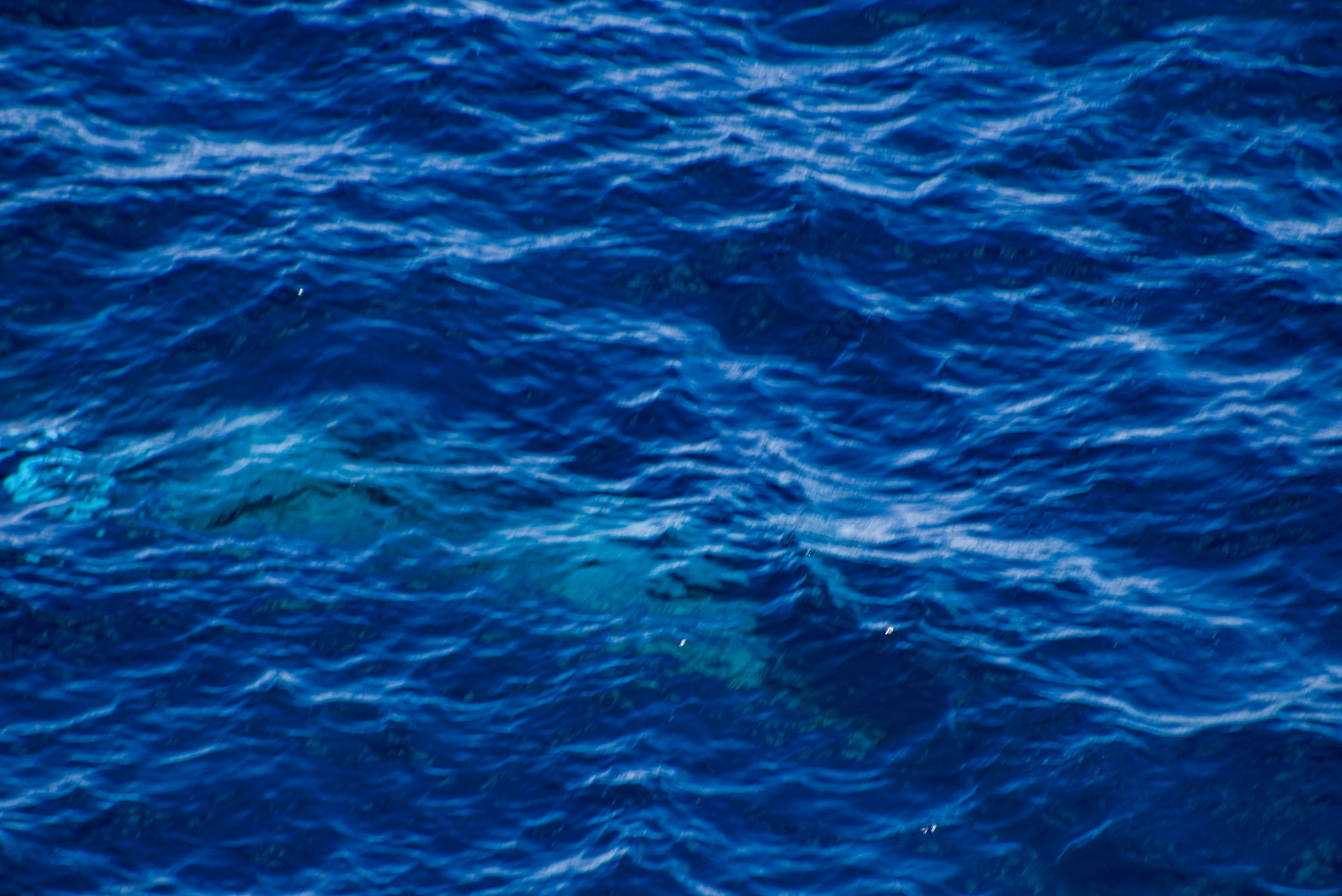 Minke Whale 4183