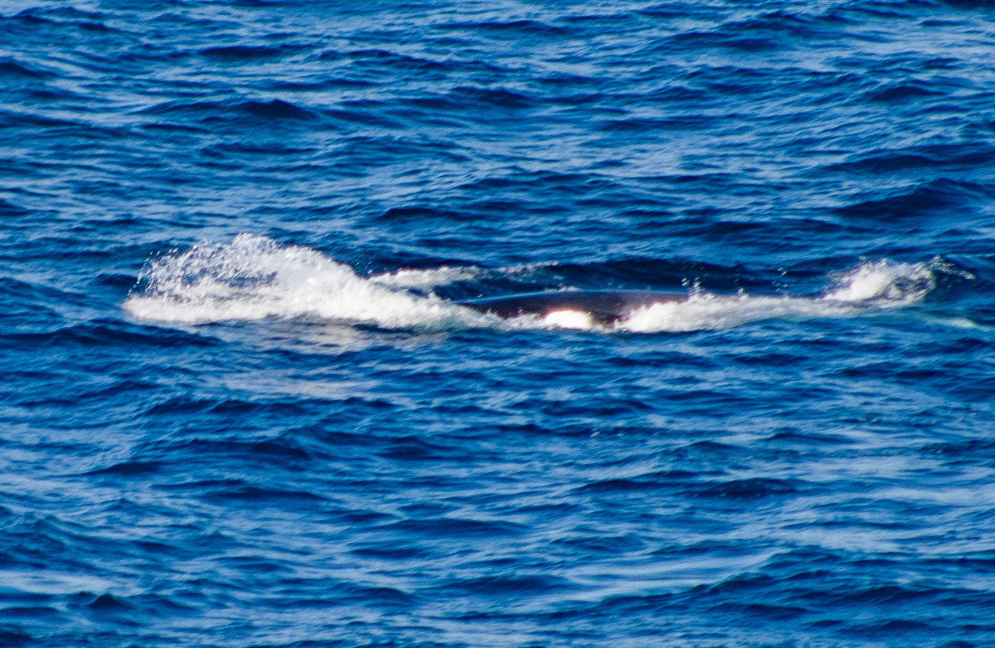 Minke Whale 4191